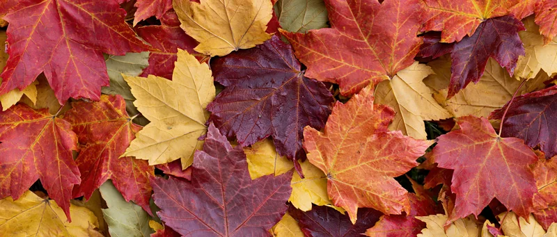 Fallen maple leaves densely covering the ground in autumn colors