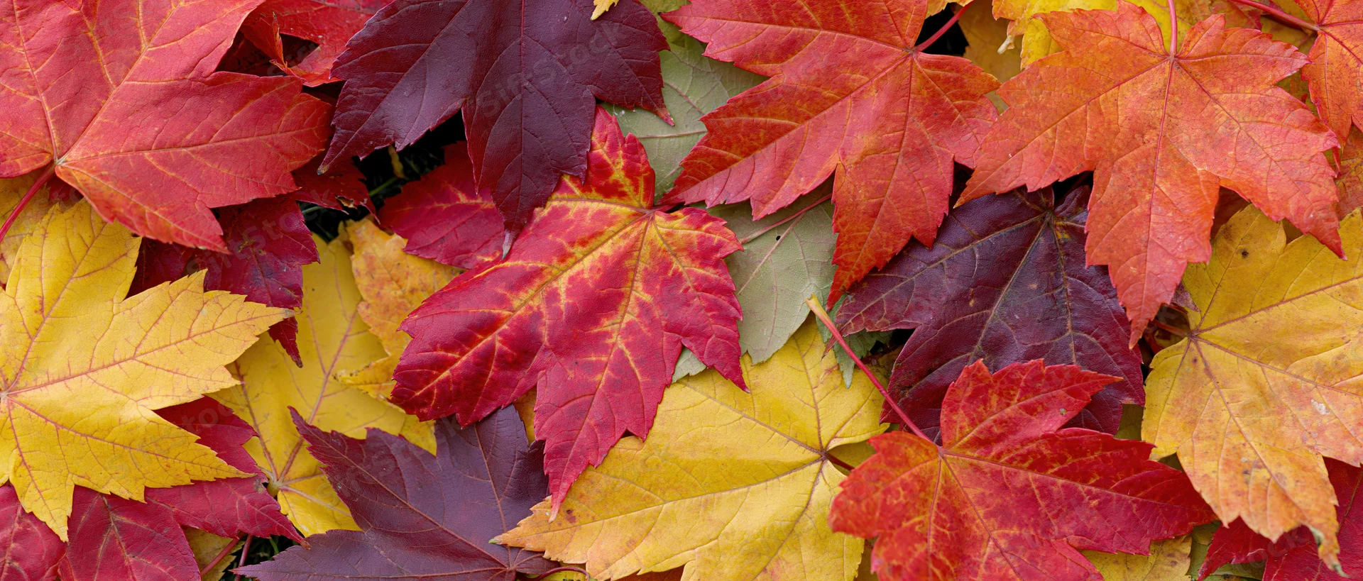 Flat lay of fallen autumn maple leaves densely covering the ground
