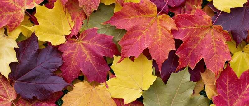 Dense layer of colorful maple leaves covering the ground in autumn