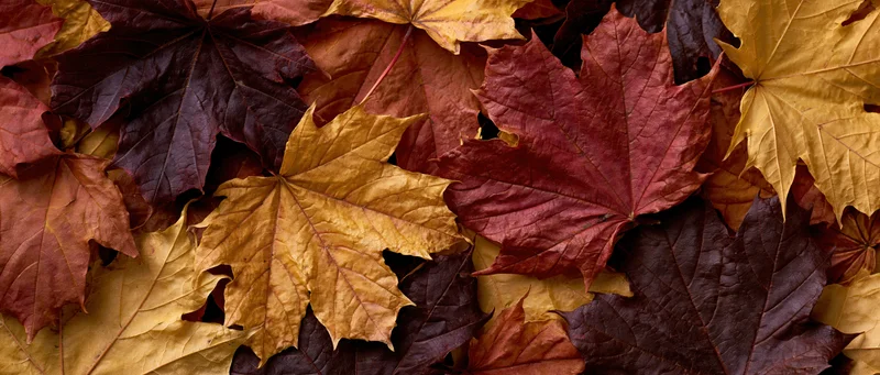 Flat lay of dried maple leaves arranged closely together on ground surface