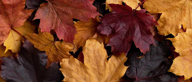 Flat lay of fallen maple leaves arranged closely together on ground in autumn colors