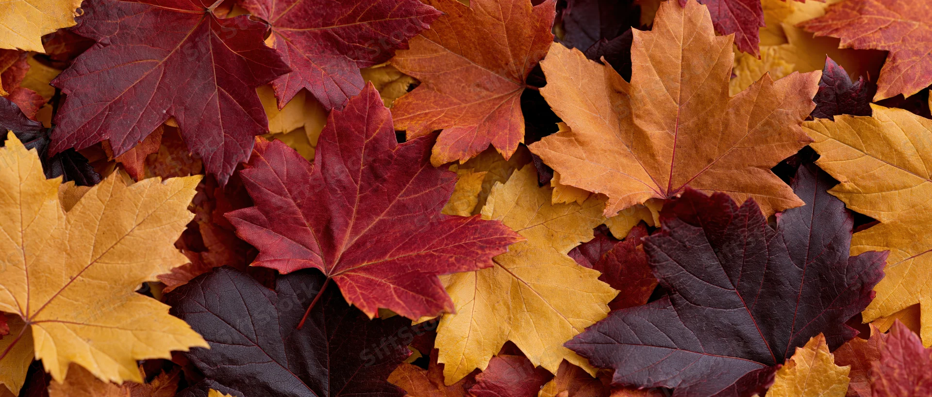 Closeup of fallen maple leaves arranged in a flat lay pattern on the ground