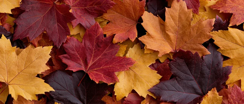 Closeup of fallen maple leaves arranged in a flat lay pattern on the ground
