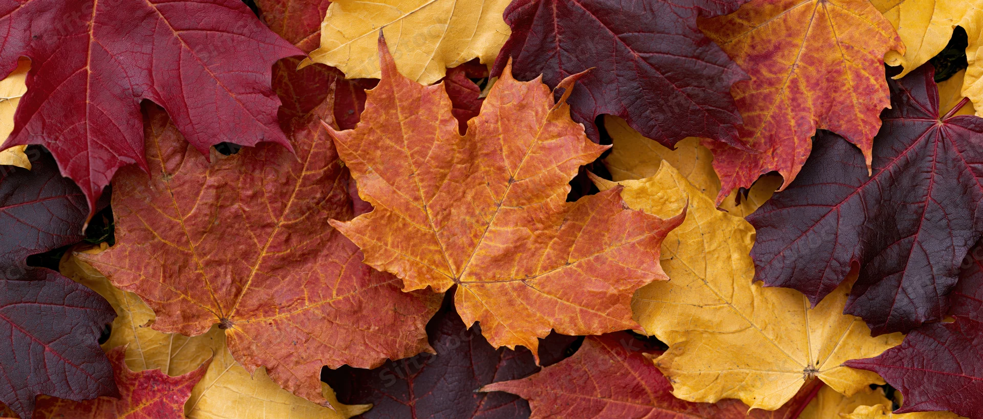 Closeup of fallen maple leaves arranged in a flat lay pattern on the ground
