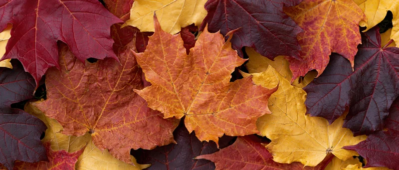 Closeup of fallen maple leaves arranged in a flat lay pattern on the ground