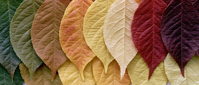 Overlapping autumn leaves arranged in a color gradient flat lay