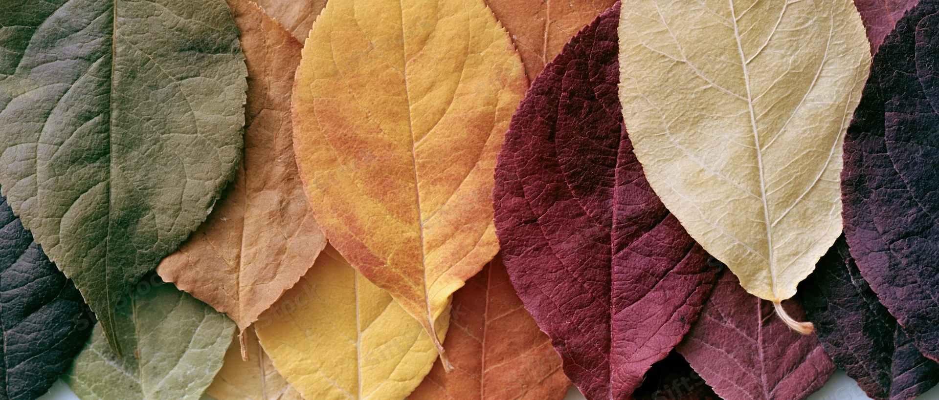 Overlapping autumn leaves arranged in a color gradient flat lay