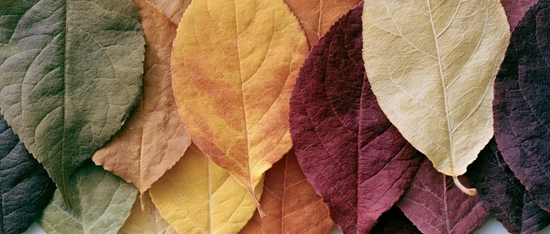Overlapping autumn leaves arranged in a color gradient flat lay
