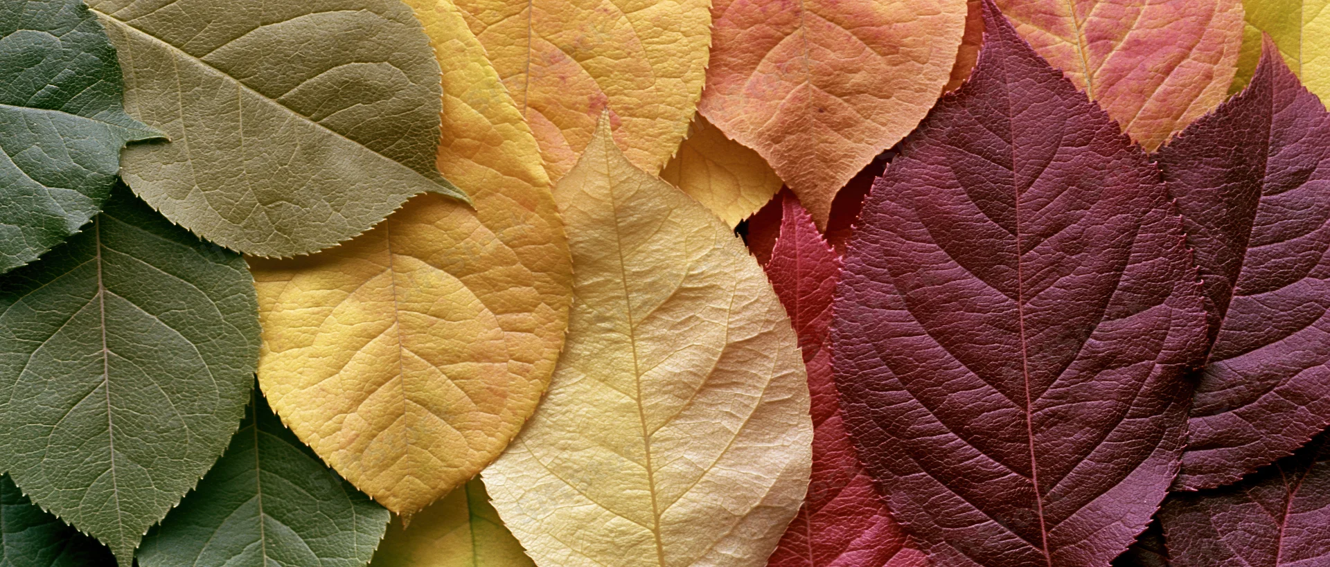 Overlapping autumn leaves arranged in a color gradient flat lay
