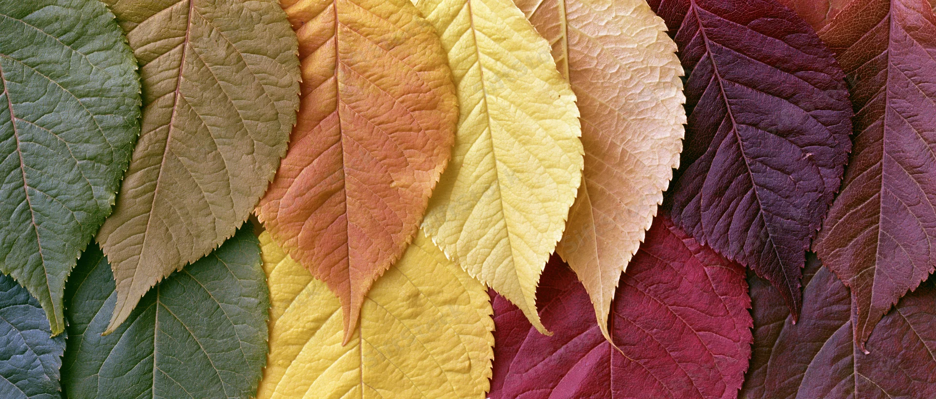 Overlapping autumn leaves arranged in a color gradient flat lay