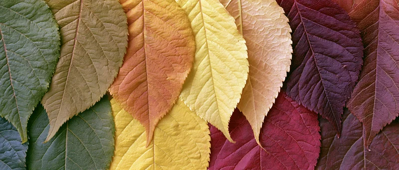 Overlapping autumn leaves arranged in a color gradient flat lay