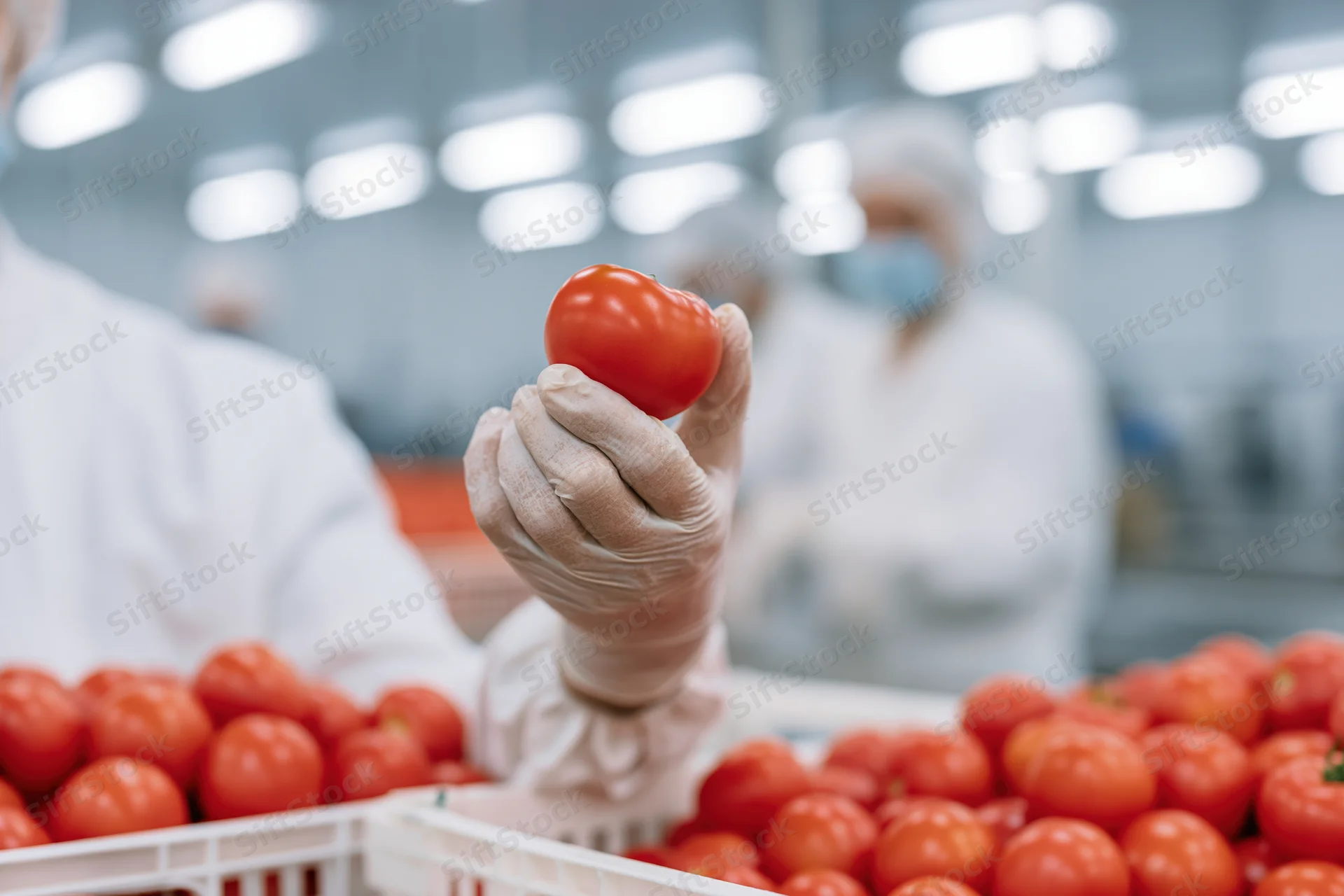 Worker holding a tomato for quality inspection in a food processing facility