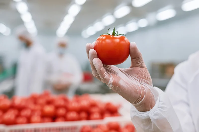Worker holding a tomato for quality inspection in a food processing facility