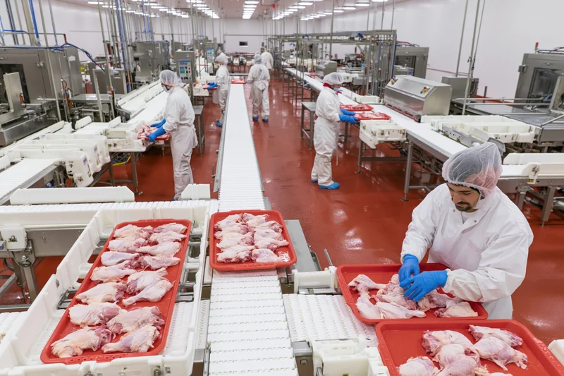 Workers in white uniforms processing chicken on conveyor belts in a food processing factory
