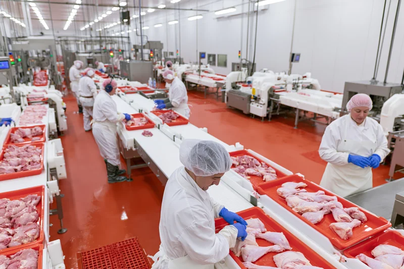 Women in white uniforms processing poultry on conveyor lines in a food processing factory