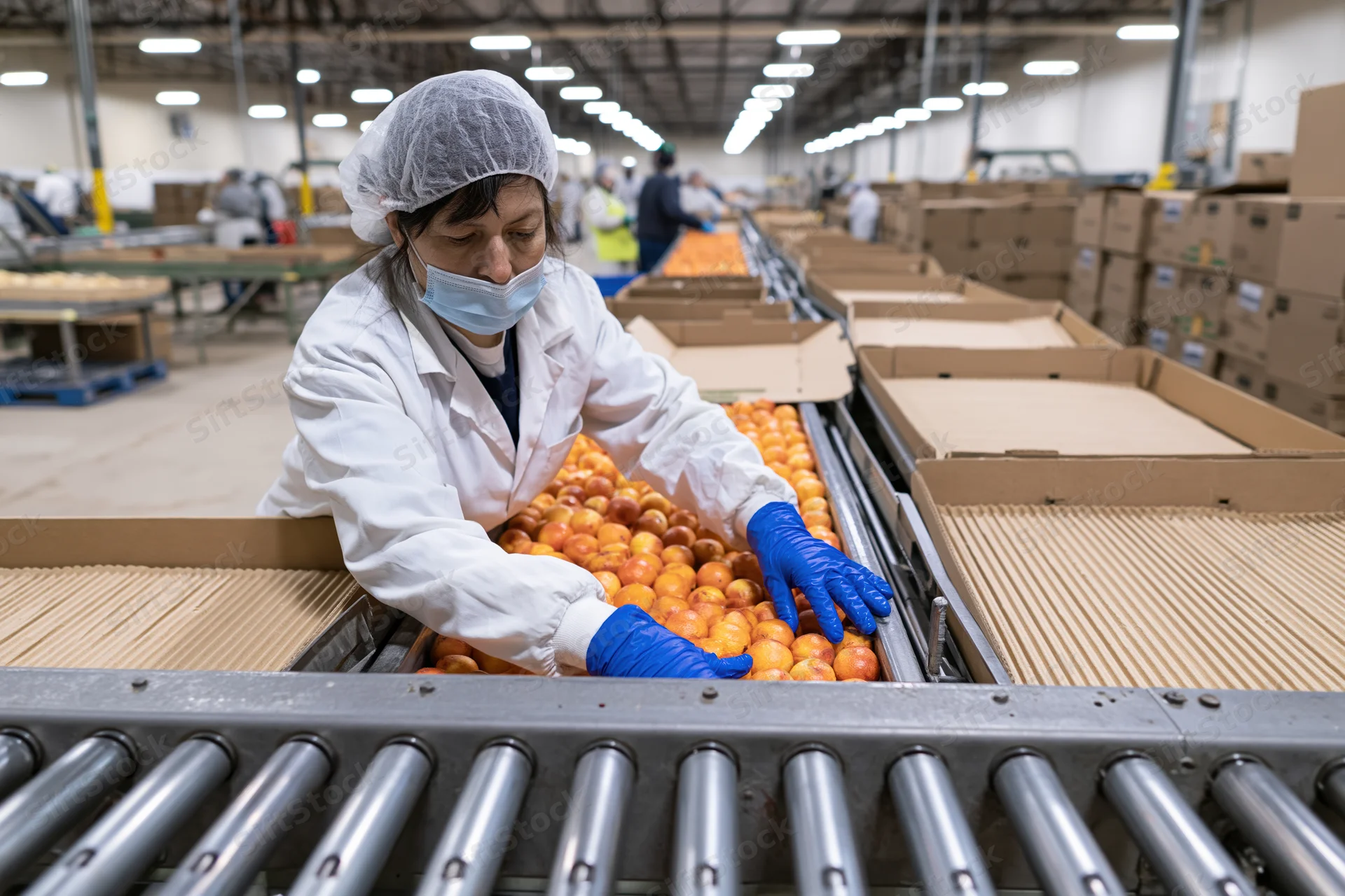 Woman sorting apricots on conveyor belt in food processing plant