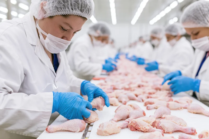 Workers sorting raw chicken pieces on a conveyor line in a food processing plant