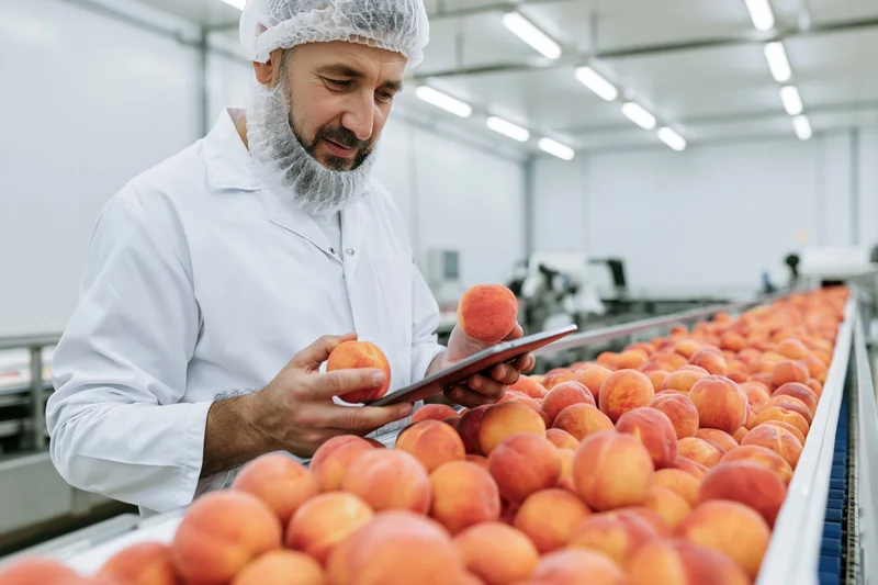 Male food quality inspector checking peaches on a conveyor belt in a factory