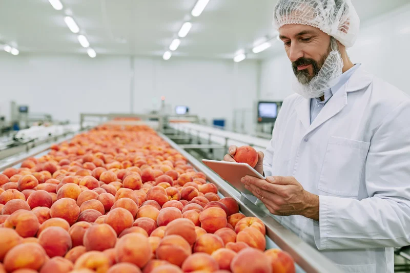Man in lab coat and hairnet inspecting peaches on conveyor belt in factory