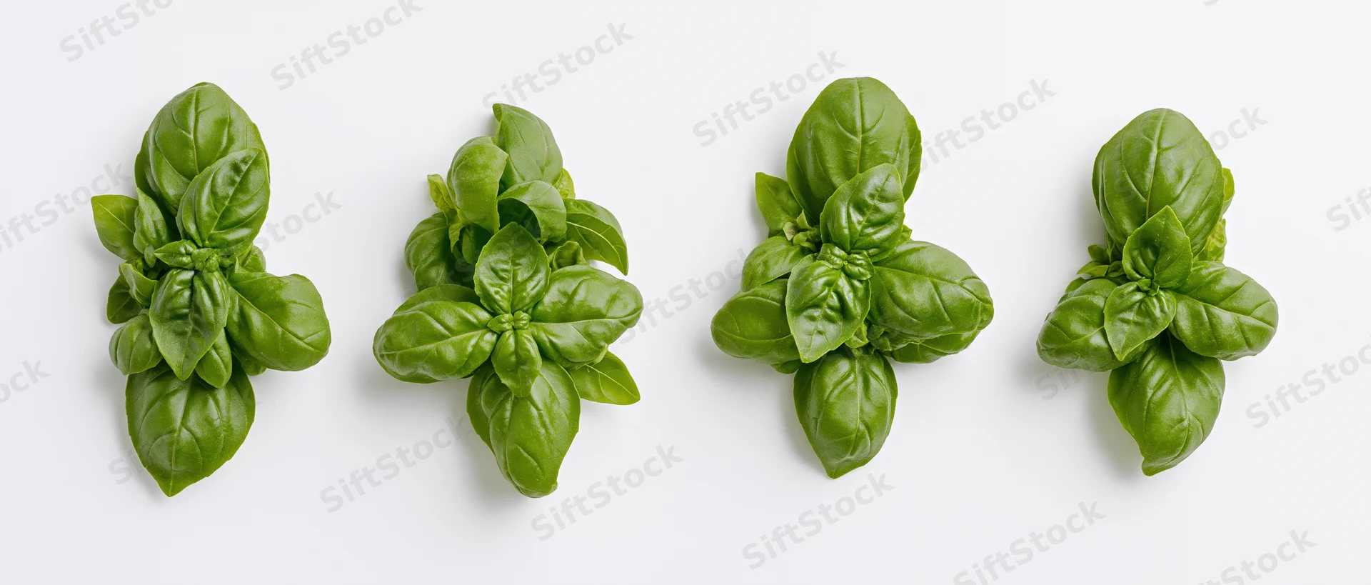Four clusters of fresh basil leaves arranged horizontally on a white background