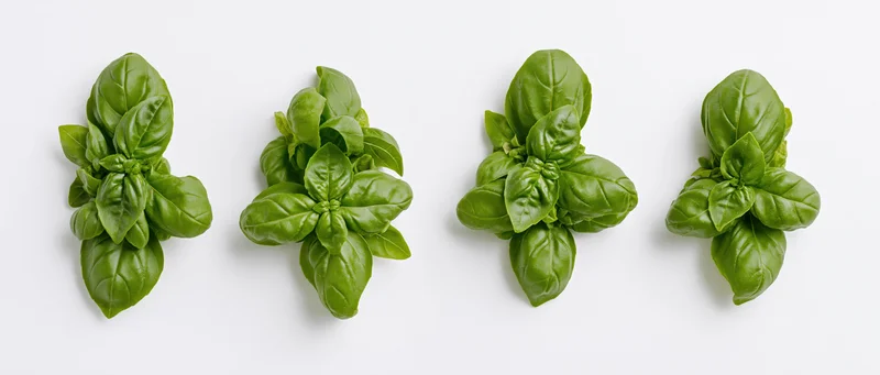 Four clusters of fresh basil leaves arranged horizontally on a white background