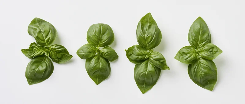 Four clusters of fresh basil leaves arranged in a row on a white background