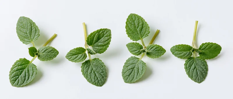 Four clusters of fresh mint leaves arranged in a row on a white surface
