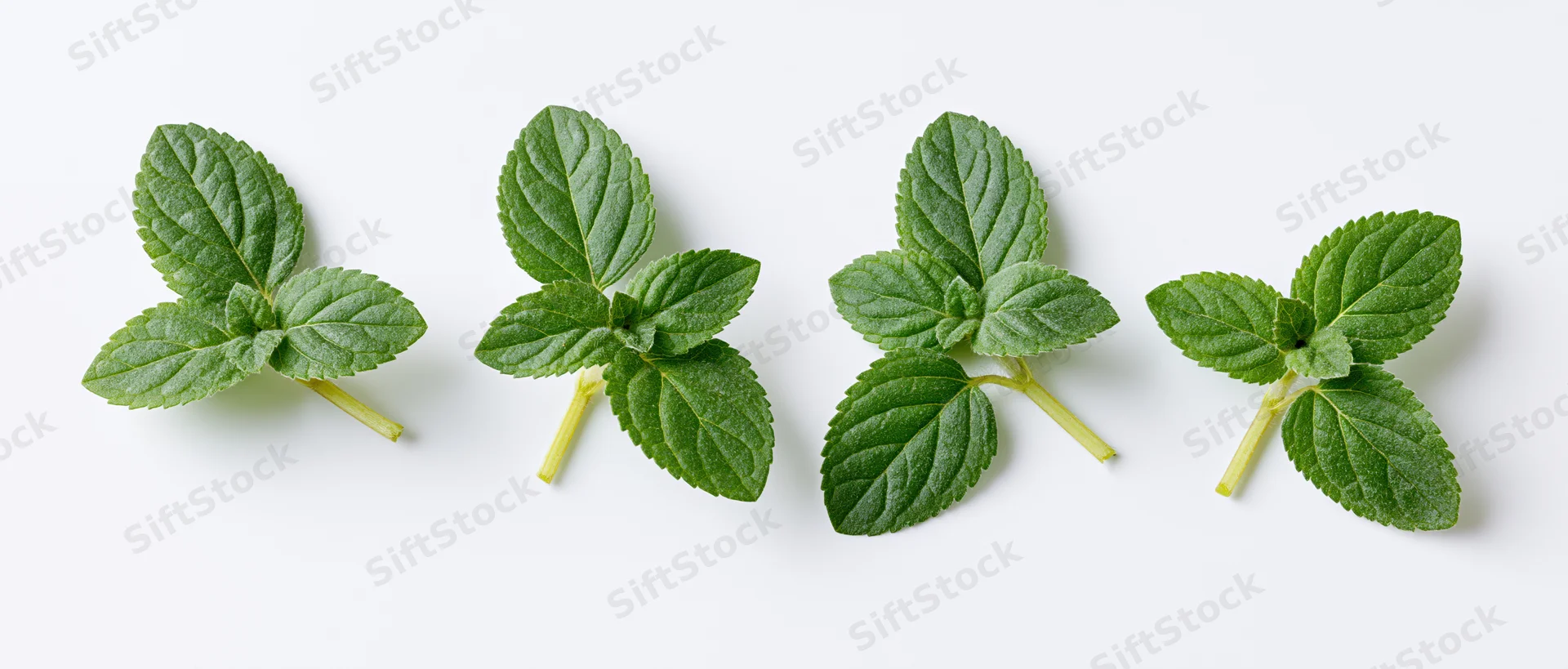 Four clusters of fresh mint leaves arranged in a row on a white surface