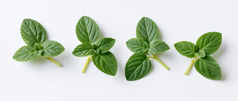 Four clusters of fresh mint leaves arranged in a row on a white surface