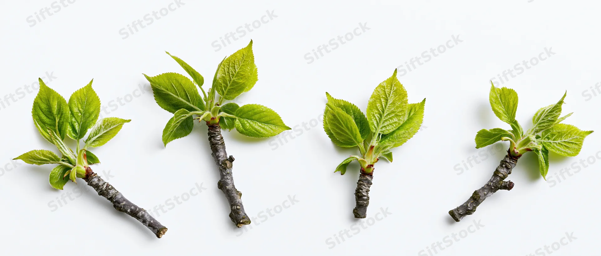 Four small deciduous tree branches with fresh green spring leaves arranged on white background