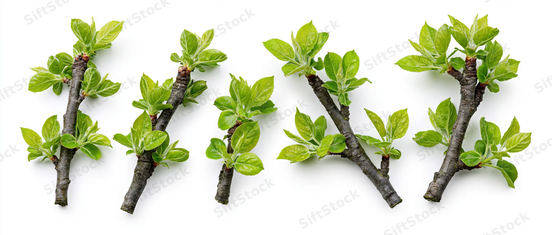 Four small deciduous tree branches with fresh spring leaves arranged on white background