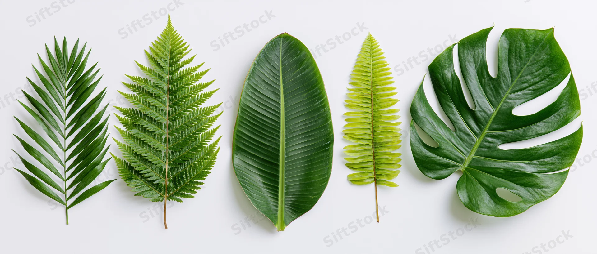 Five tropical leaves arranged in a row on a white background