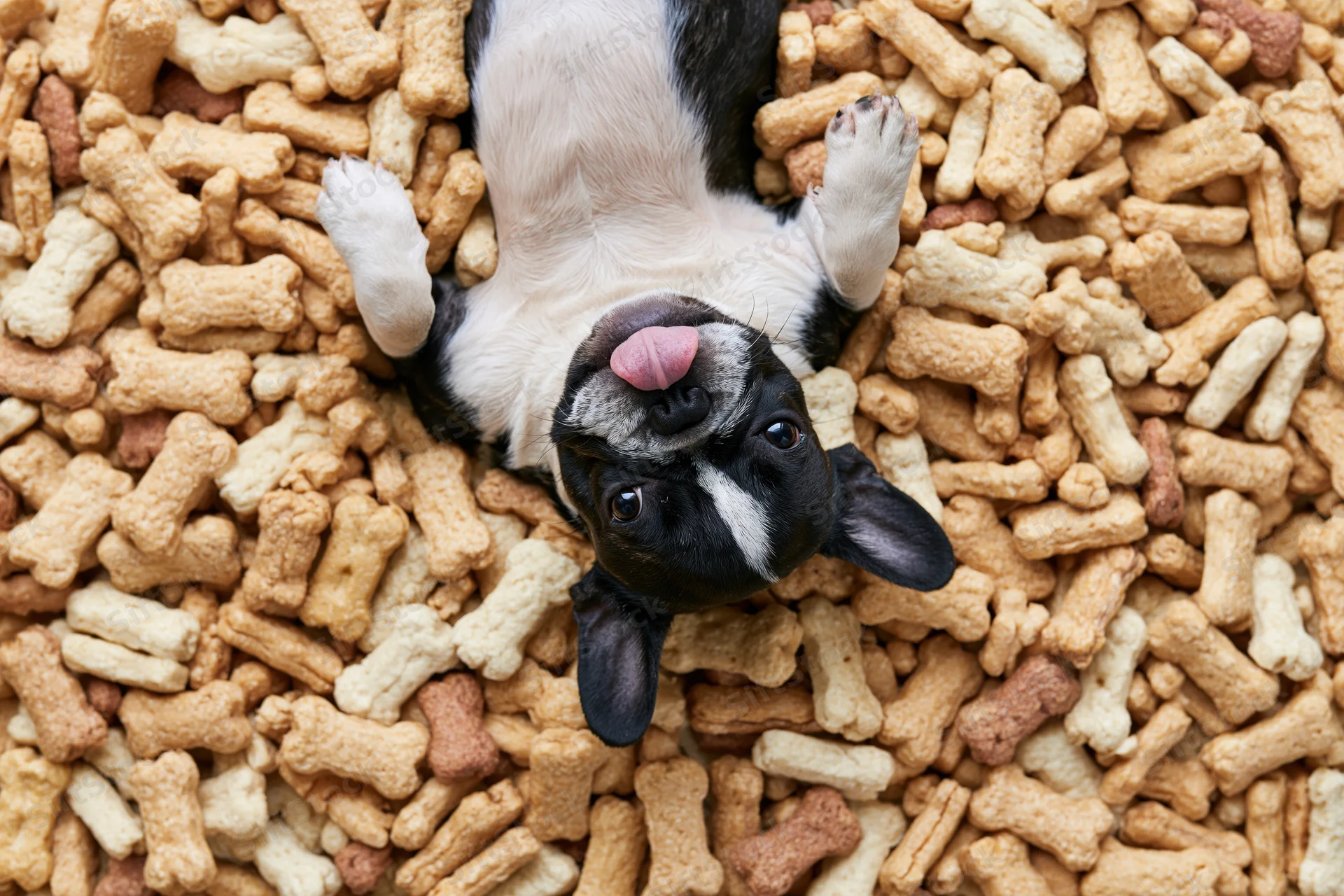 Frenchbulldog puppy lying on its back surrounded by bone-shaped dog treats