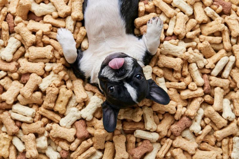 Frenchbulldog puppy lying on its back surrounded by bone-shaped dog treats