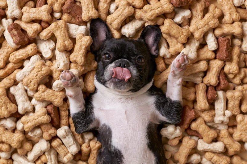 Frenchbulldog puppy lying on its back with tongue out surrounded by bone-shaped dog treats