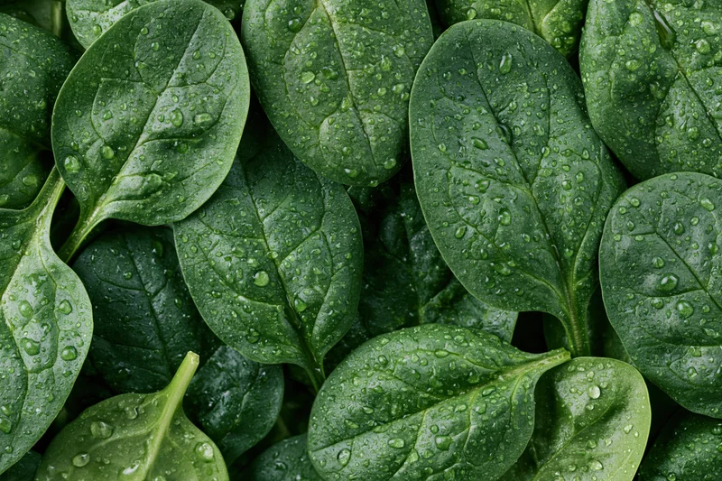 Closeup of fresh baby spinach leaves covered in water droplets