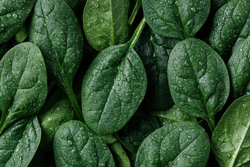 Closeup of fresh baby spinach leaves covered in water droplets