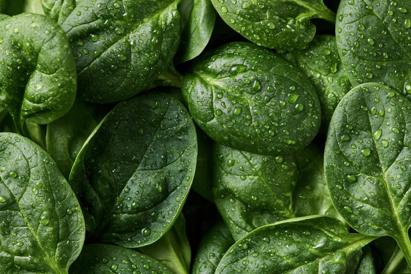 Closeup of fresh baby spinach leaves covered in water droplets