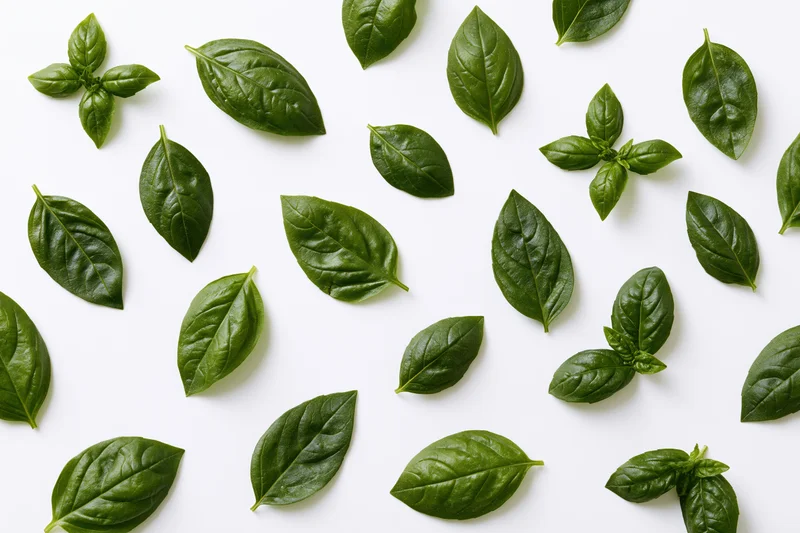 Fresh basil leaves scattered on white surface in flat lay arrangement