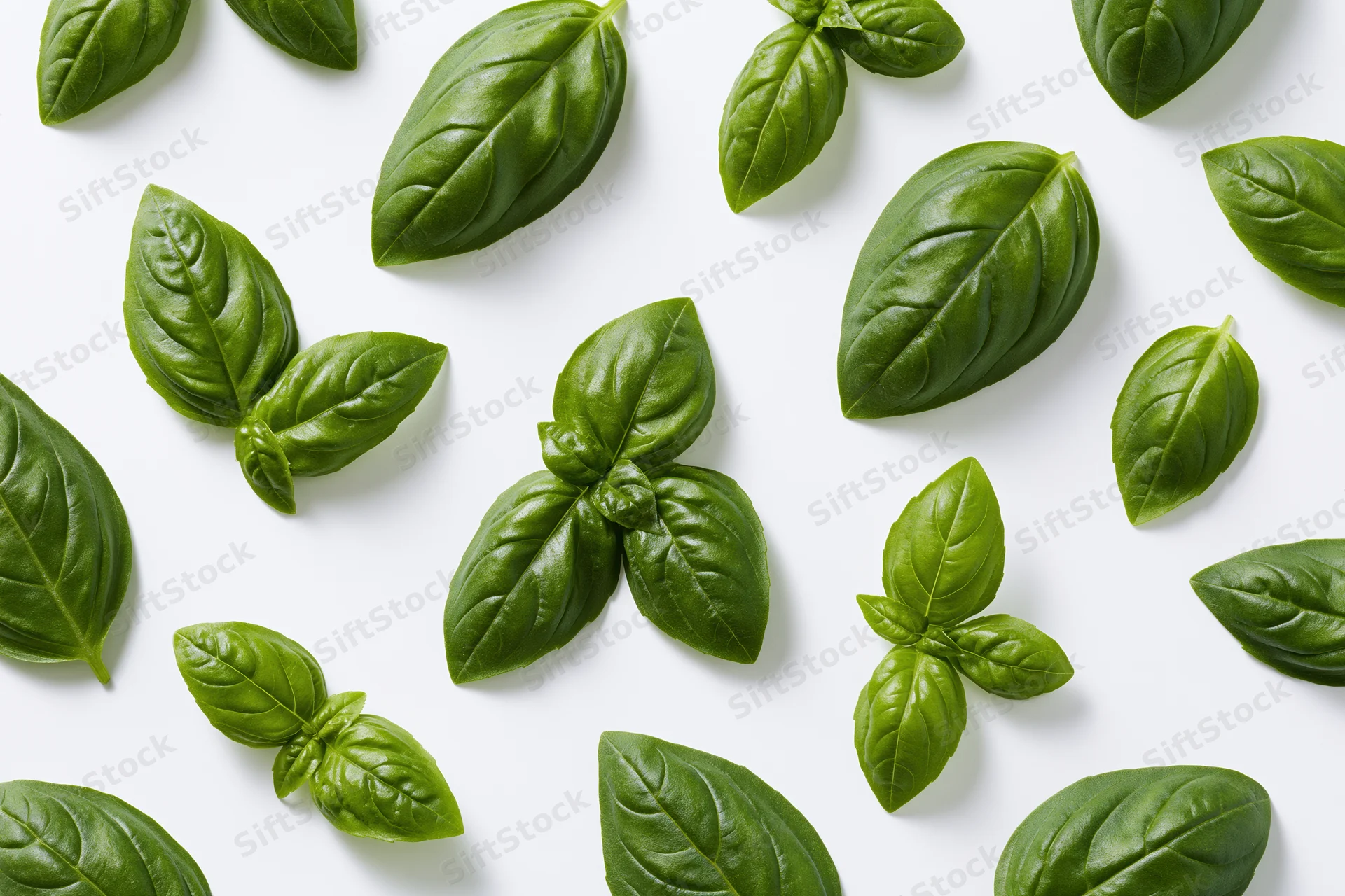 Fresh basil leaves scattered on white surface in flat lay arrangement