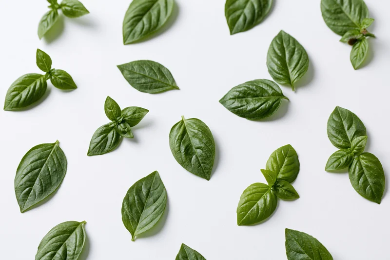 Fresh basil leaves scattered individually and in small pairs on white background