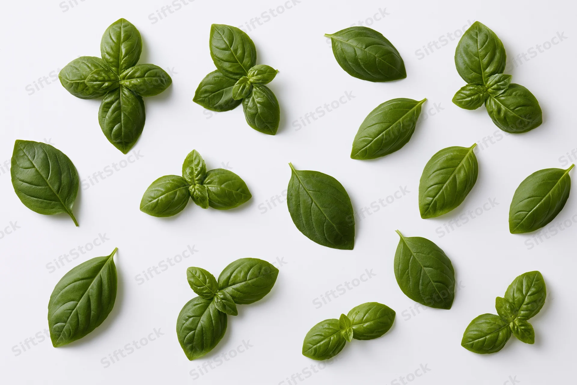 Fresh basil leaves scattered individually and in small pairs on white background