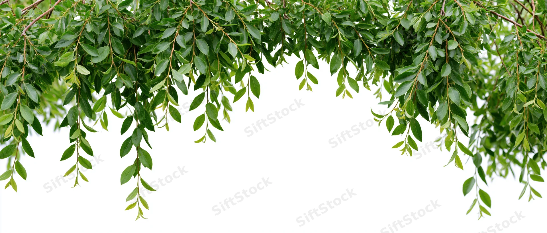 Drooping green tree branches with oval leaves framing a white background