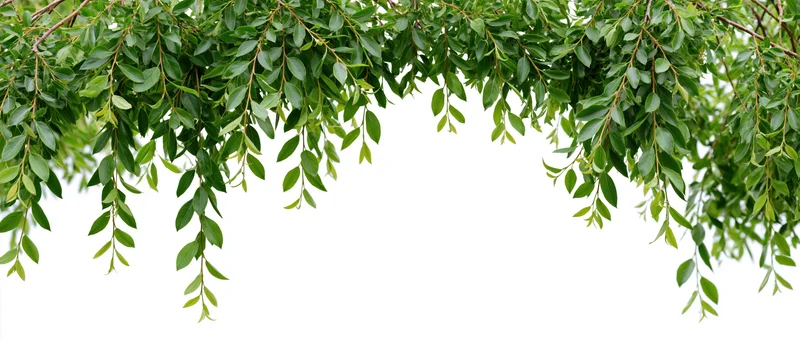 Drooping green tree branches with oval leaves framing a white background