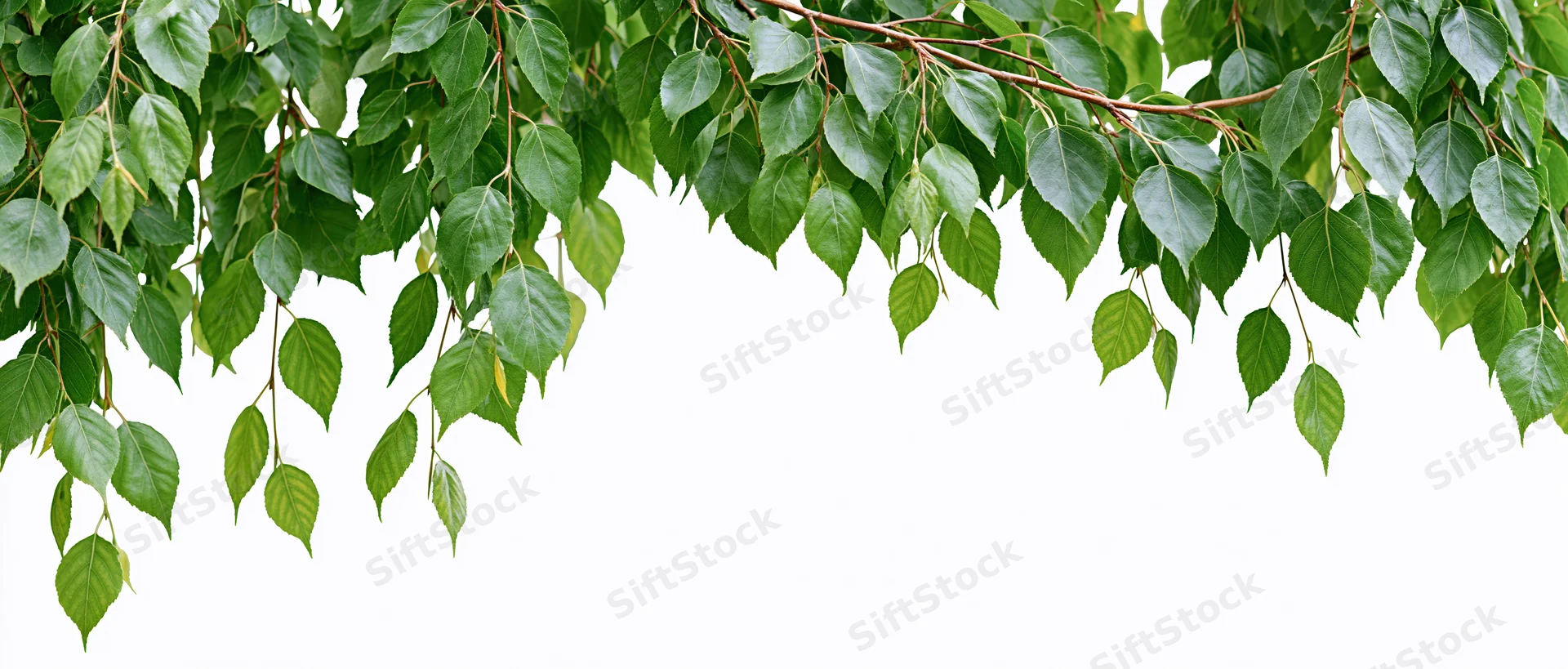 Green leaves drooping from tree branches against white background