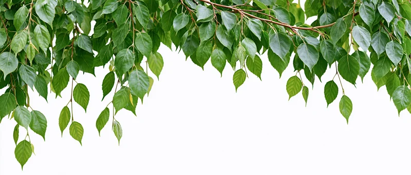 Green leaves drooping from tree branches against white background