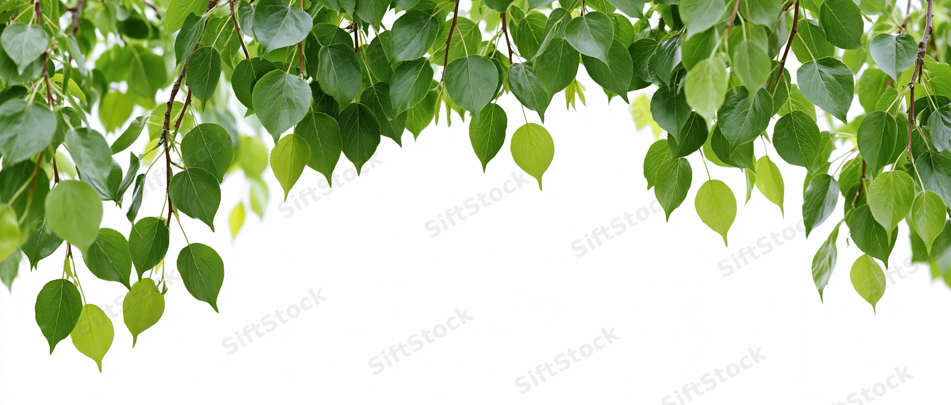Green leaves drooping from tree branches against white background