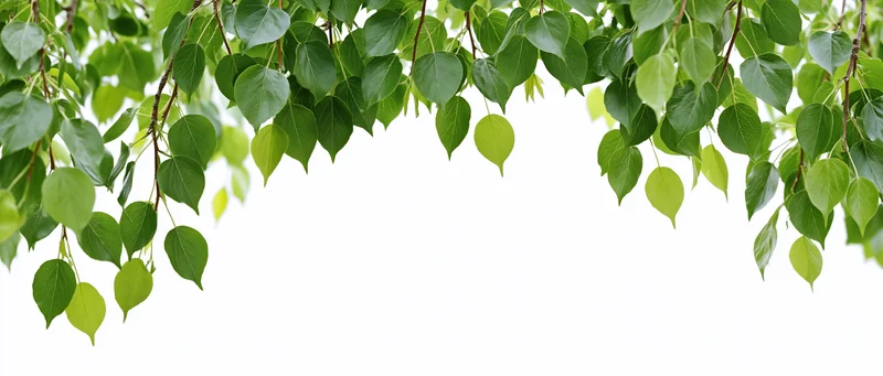 Green leaves drooping from tree branches against white background