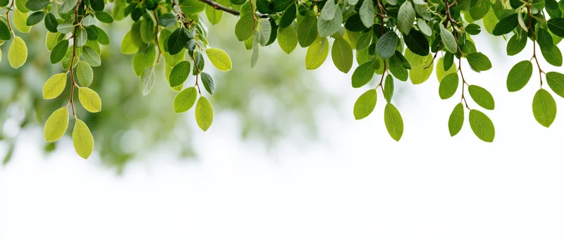 Green leaves hanging from tree branches against white background with copyspace below