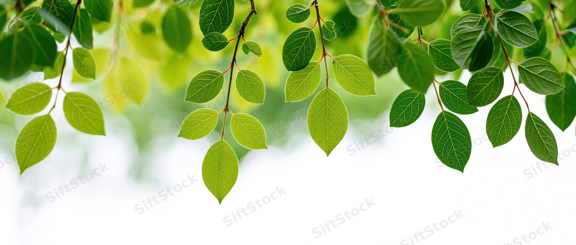 Green leaves hanging from tree branches against white background
